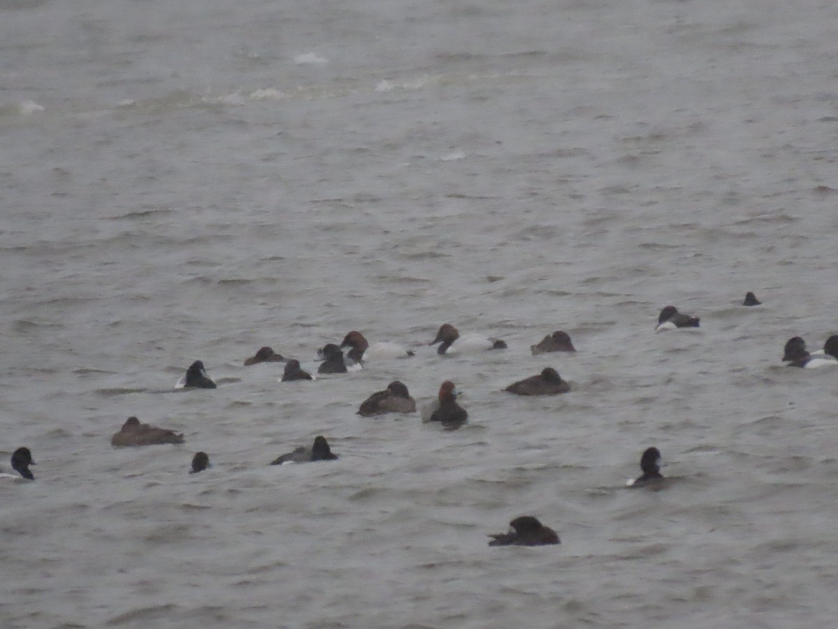 Canvasback - ML632603229