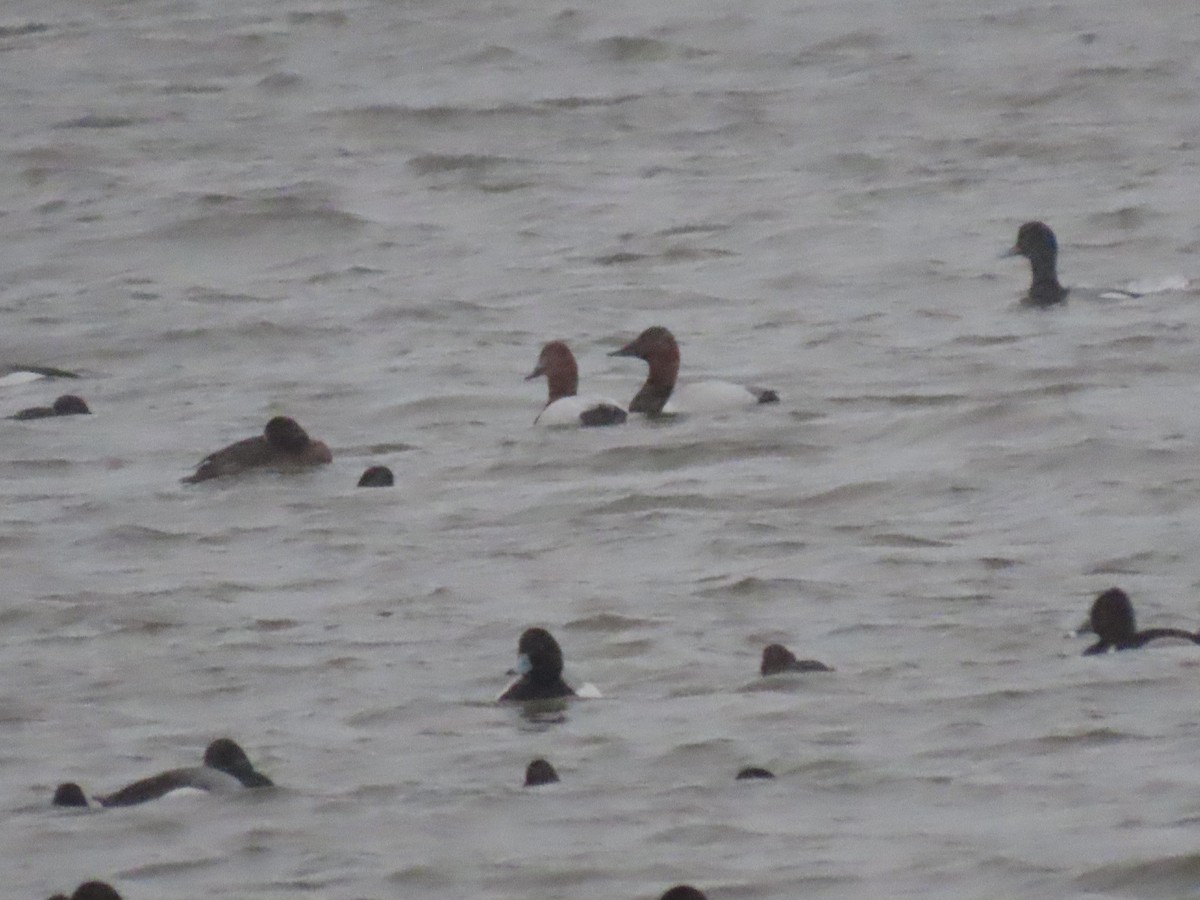 Canvasback - ML632603234