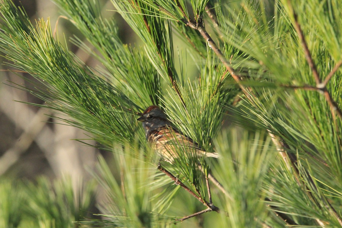American Tree Sparrow - ML632603273