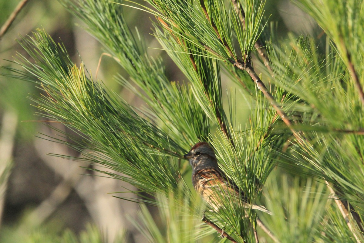 American Tree Sparrow - ML632603274