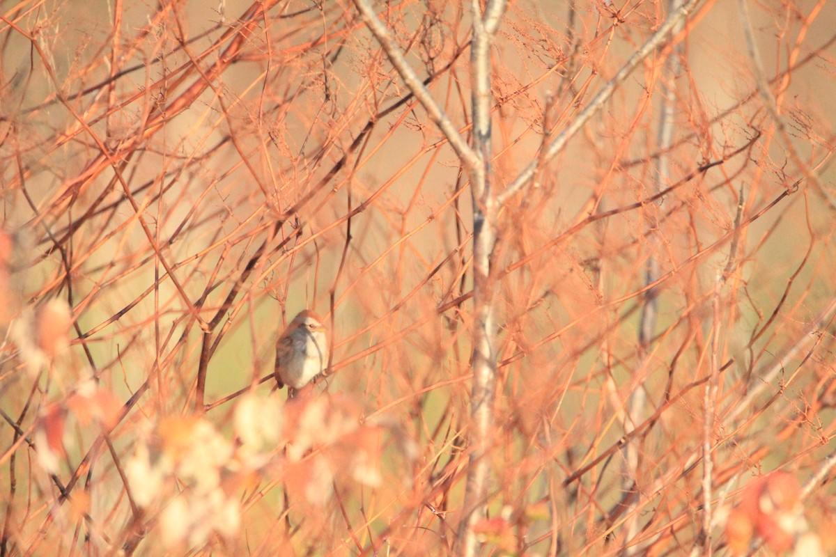 American Tree Sparrow - ML632603280