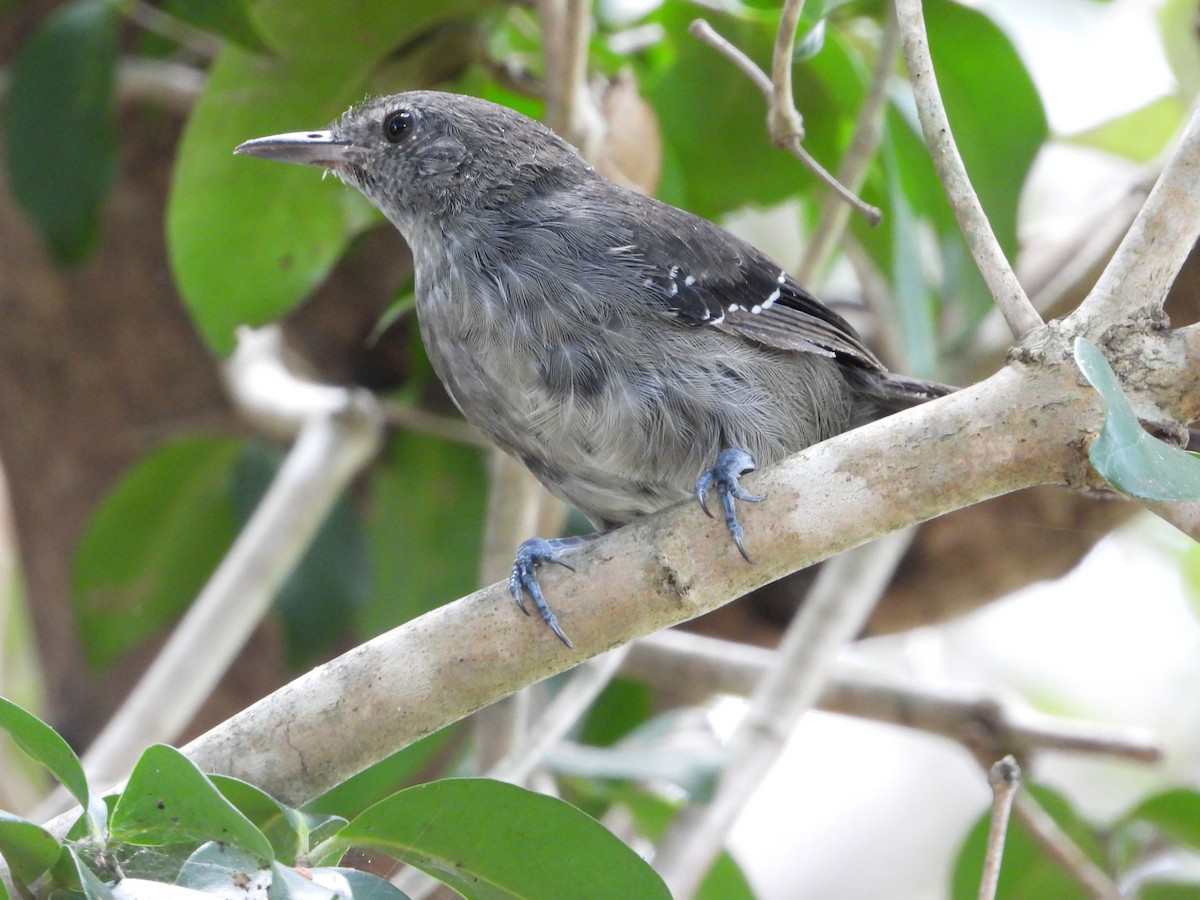 Mato Grosso Antbird - ML632603376