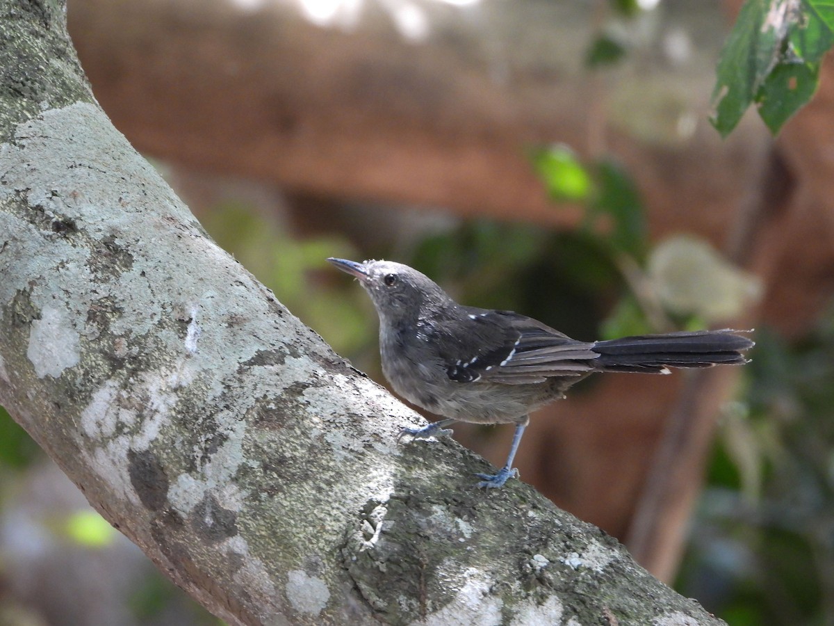 Mato Grosso Antbird - ML632603377
