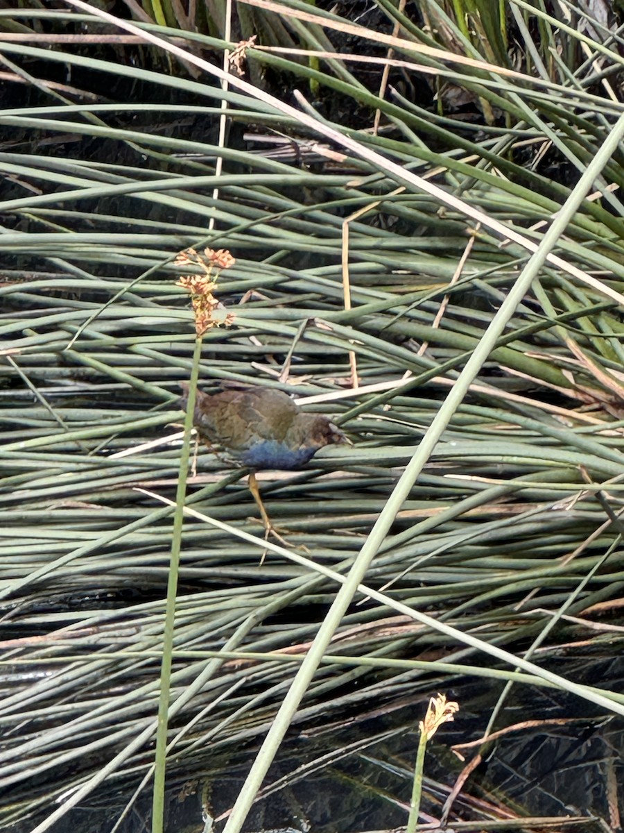 Purple Gallinule - ML632603458