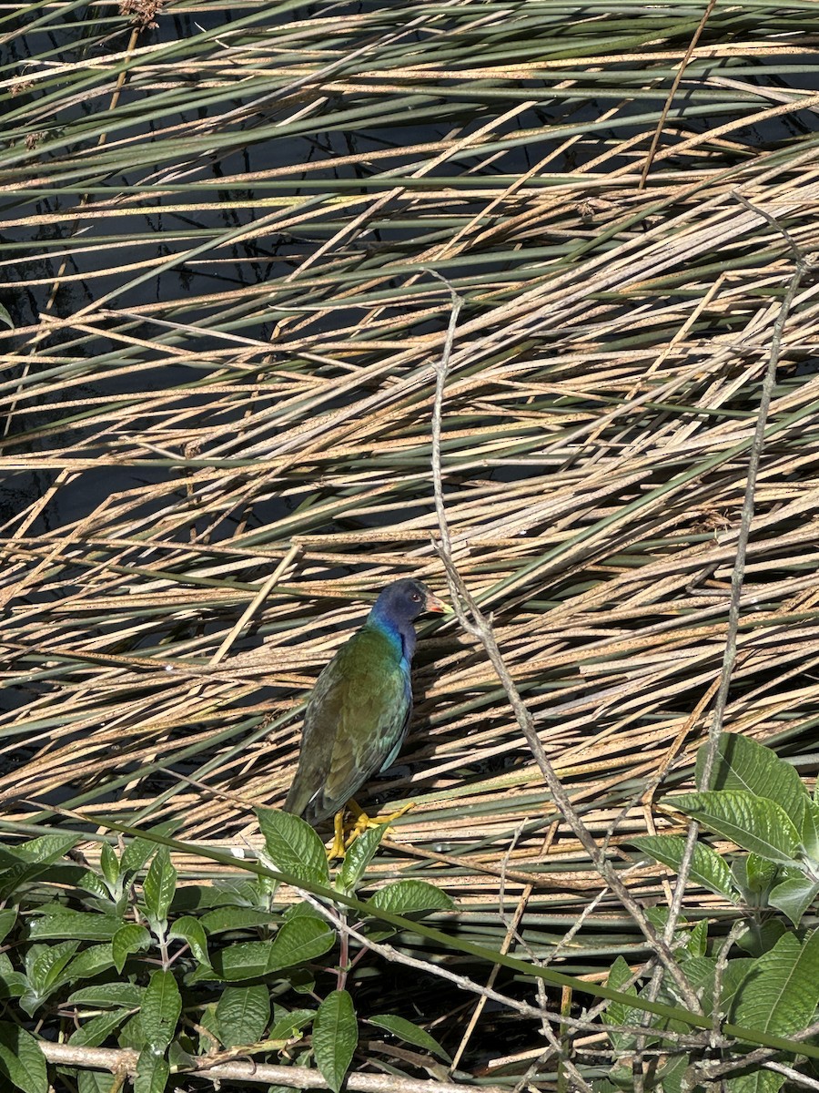 Purple Gallinule - ML632603459