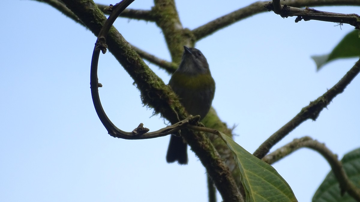 Ashy-throated Chlorospingus - ML632603460