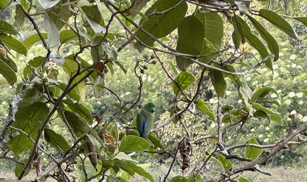 Spectacled Parrotlet - ML632603468