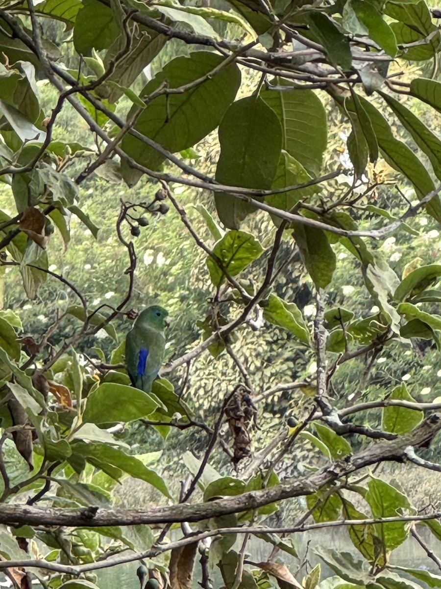 Spectacled Parrotlet - ML632603469