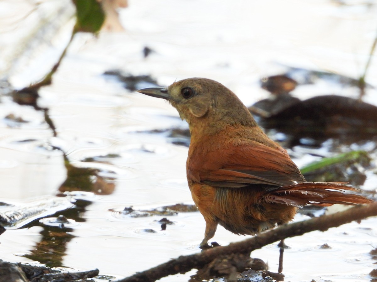 White-lored Spinetail - ML632603485