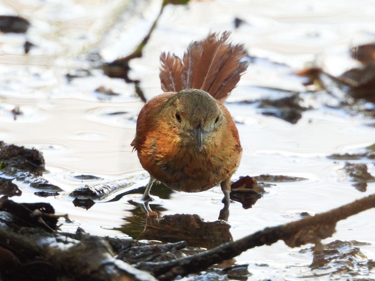 White-lored Spinetail - ML632603486