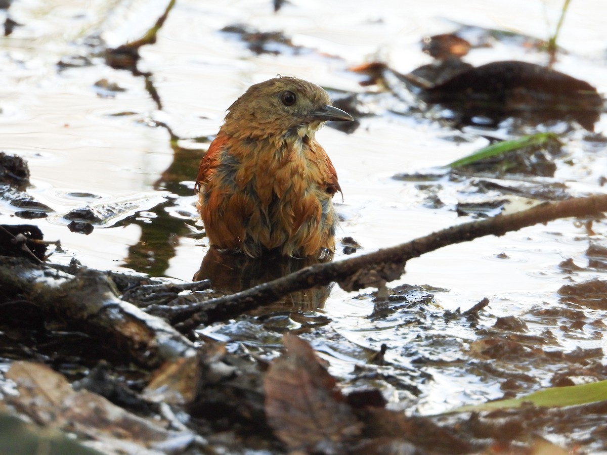 White-lored Spinetail - ML632603487
