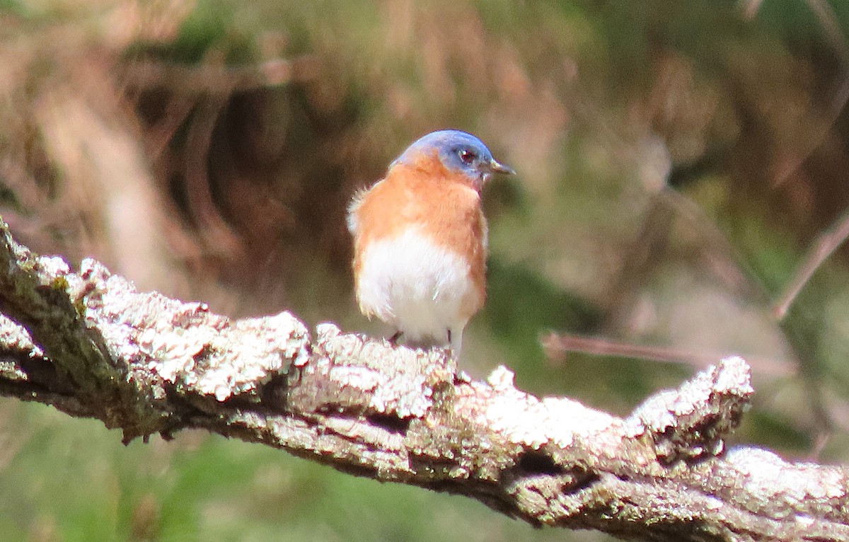 Eastern Bluebird - ML632603497