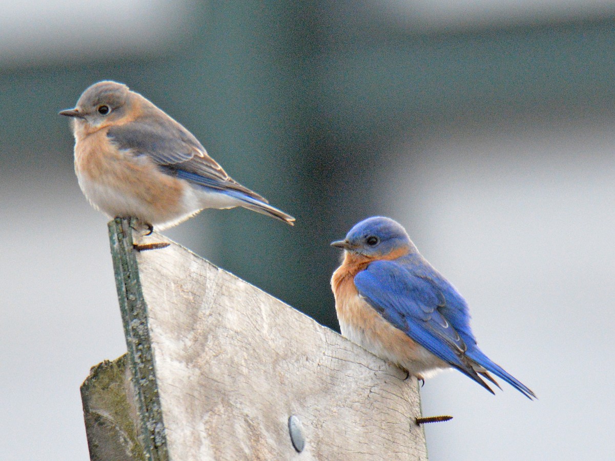 Eastern Bluebird - ML632603521