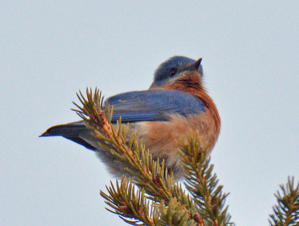 Eastern Bluebird - ML632603522