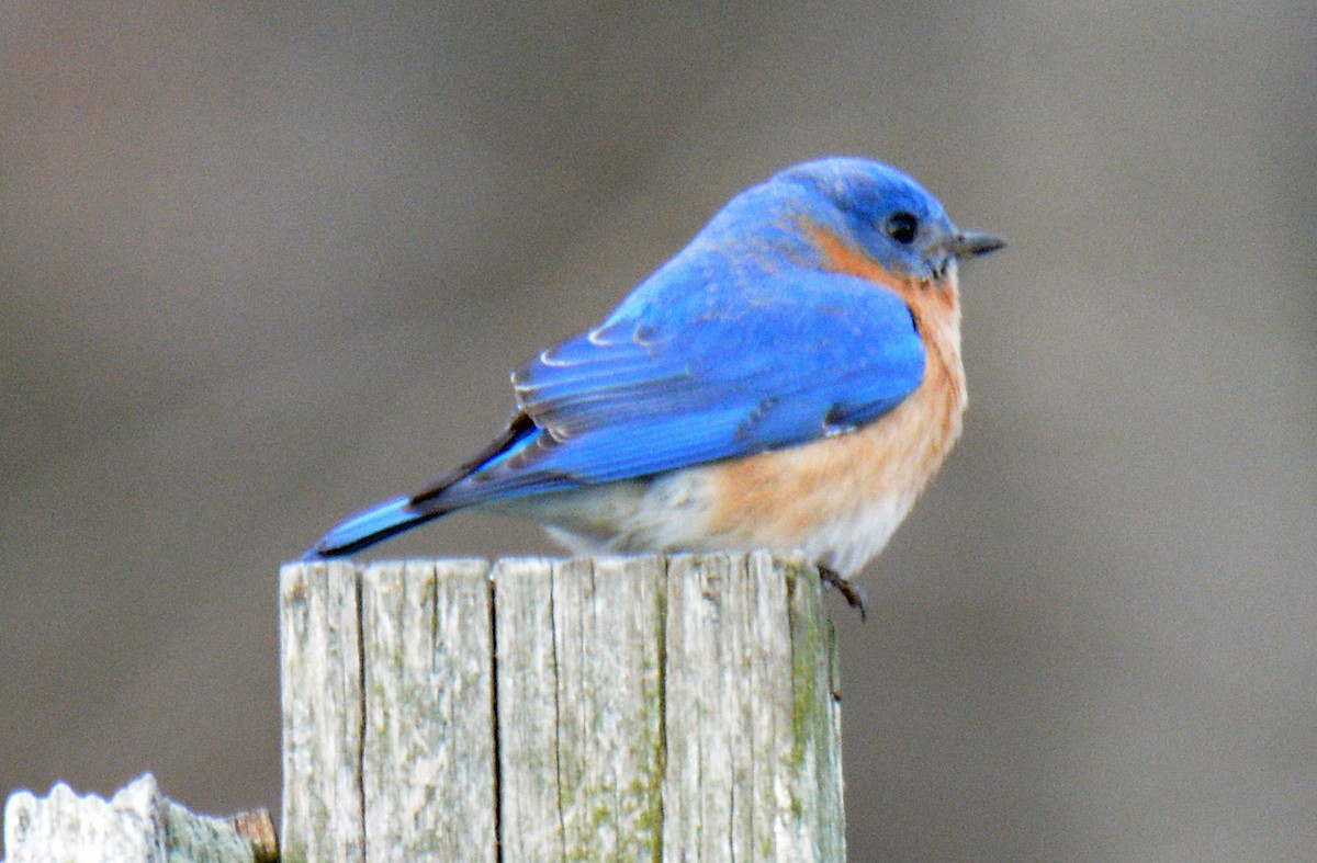 Eastern Bluebird - ML632603523