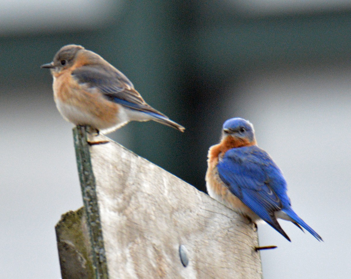 Eastern Bluebird - ML632603524