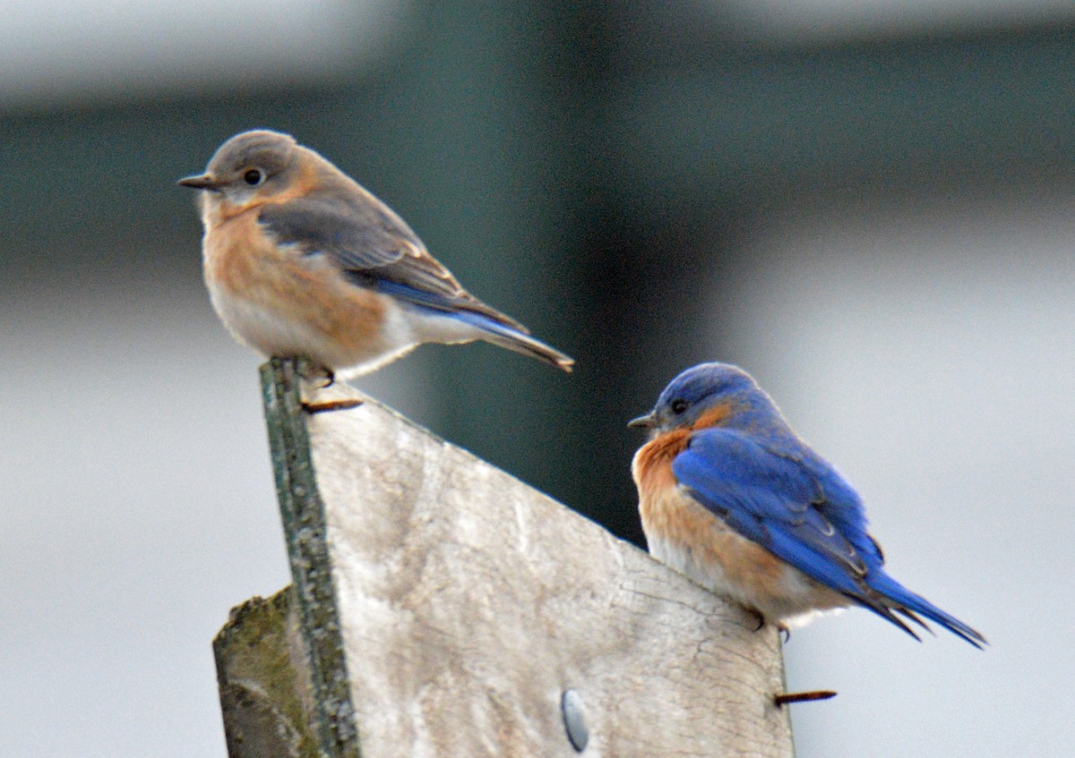 Eastern Bluebird - ML632603525