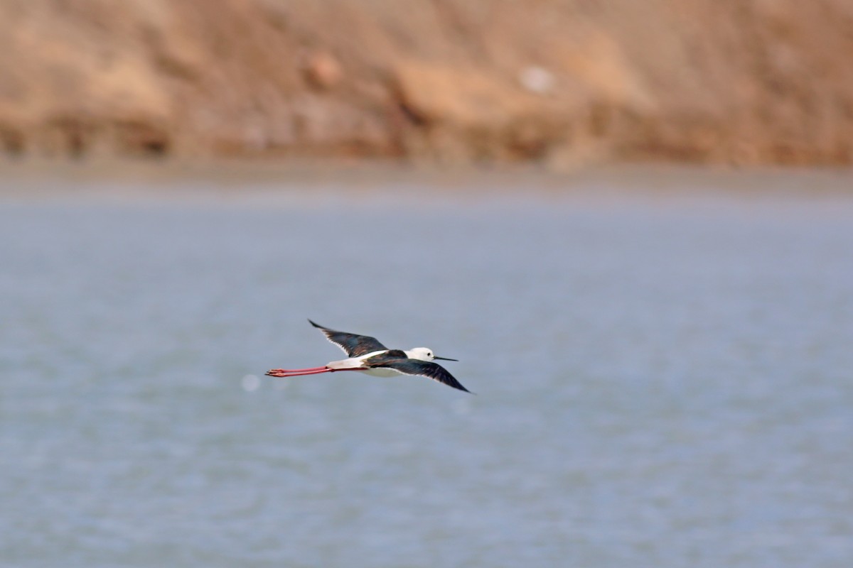 Black-winged Stilt - ML632603541