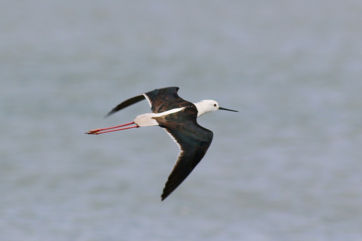 Black-winged Stilt - ML632603549