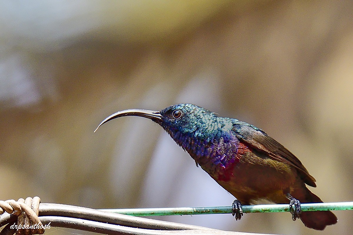 Loten's Sunbird - ML632603625