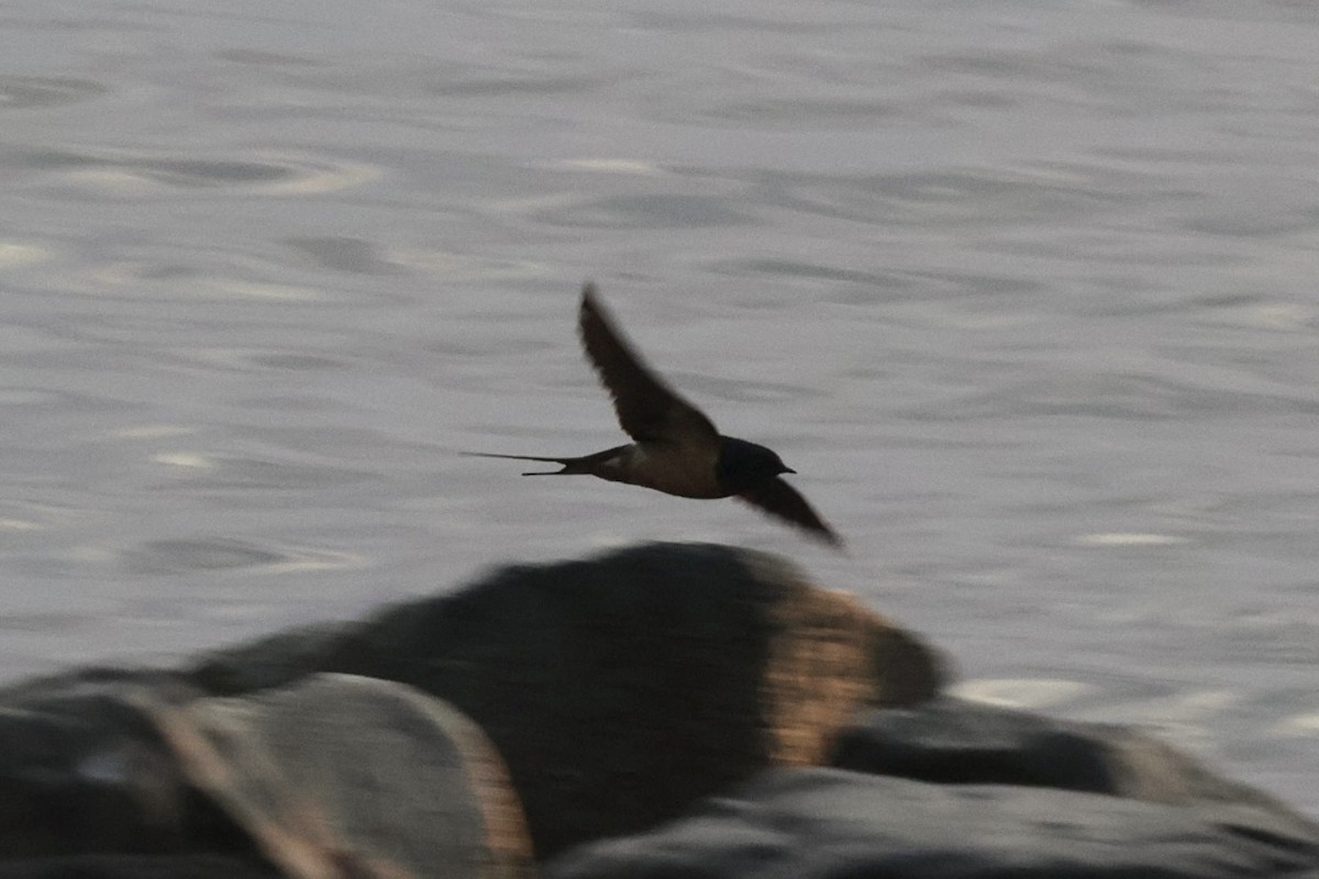 Golondrina Común - ML632603639