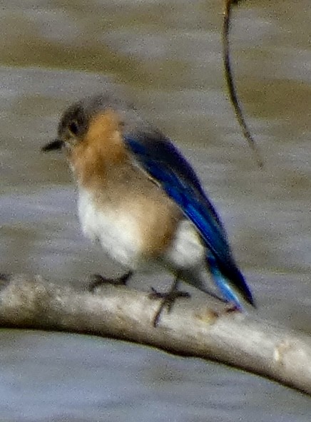 Eastern Bluebird - ML632603640