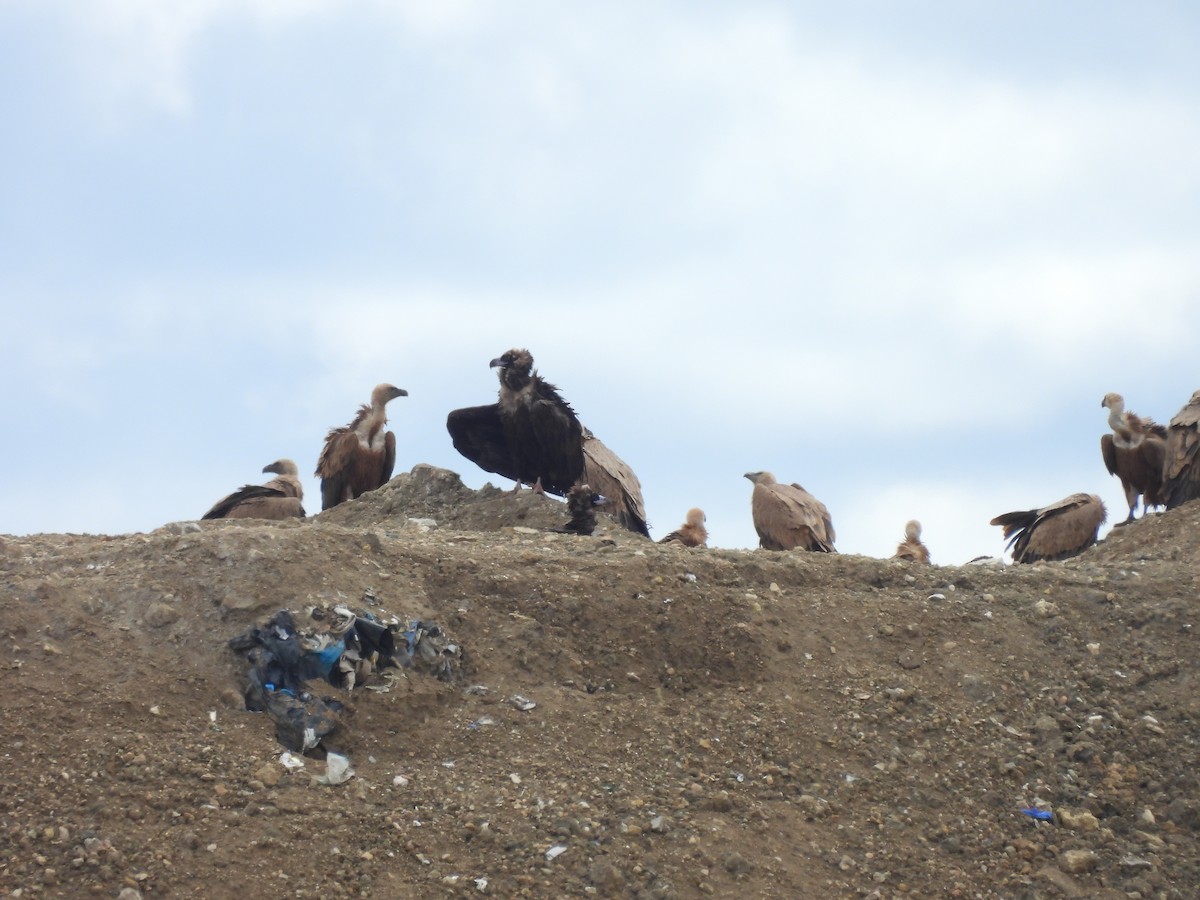 Cinereous Vulture - ML632603667