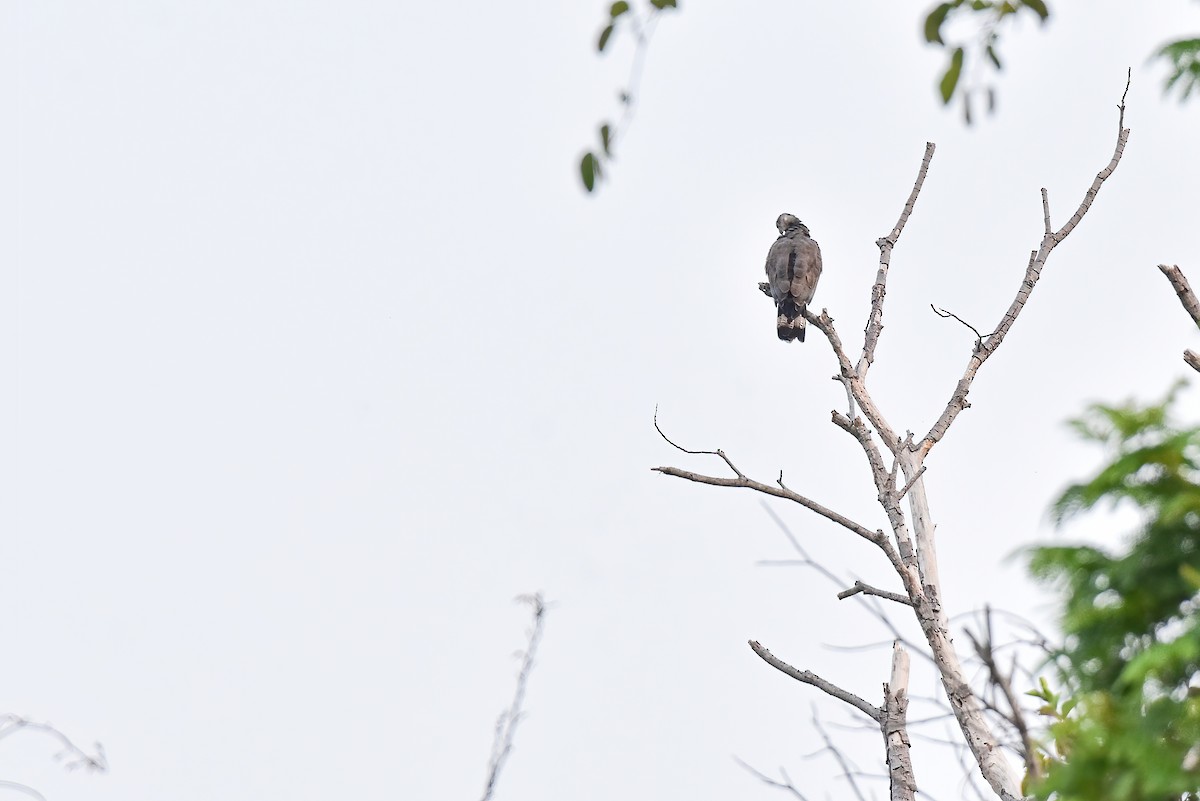 Oriental Honey-buzzard - ML632603670
