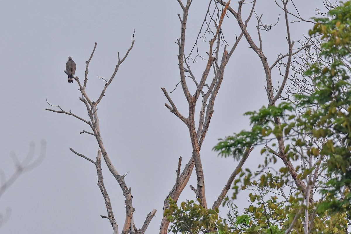 Oriental Honey-buzzard - ML632603671