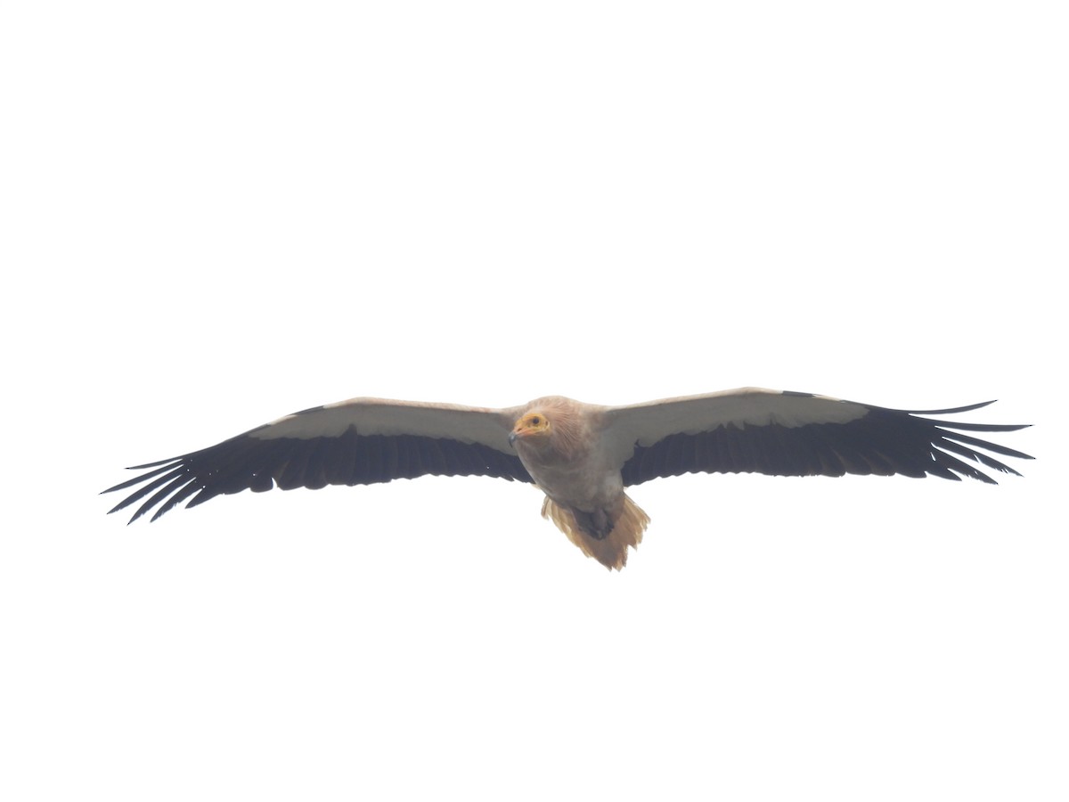 Egyptian Vulture - ML632603680