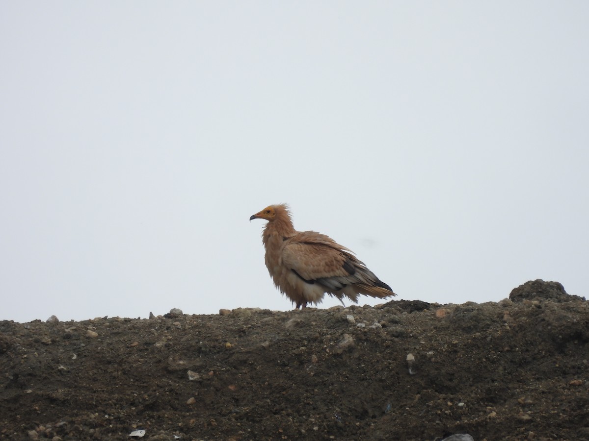 Egyptian Vulture - ML632603681