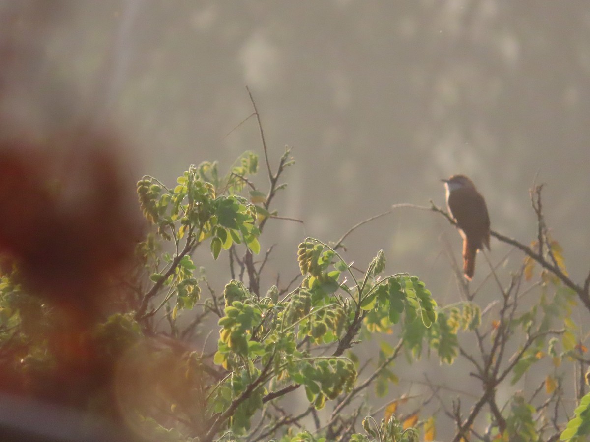 Banded Bay Cuckoo - ML632603682