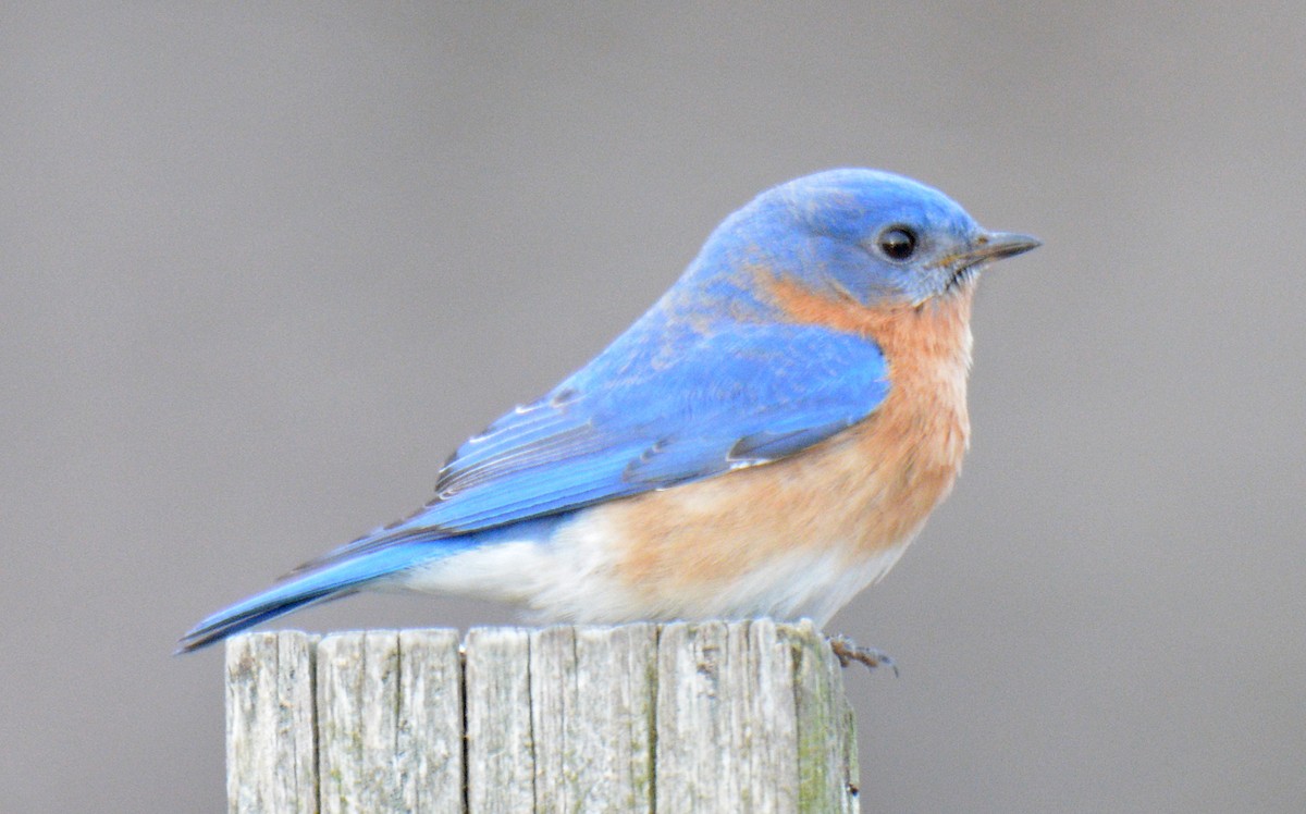 Eastern Bluebird - ML632603695