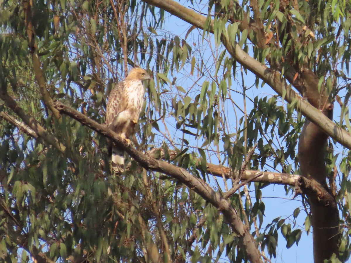 Changeable Hawk-Eagle - ML632603720