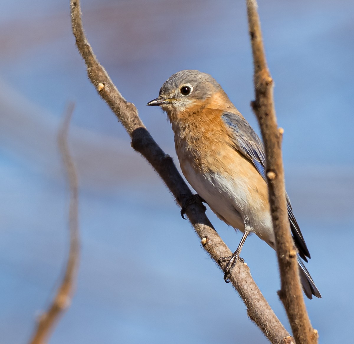 Eastern Bluebird - ML632603730