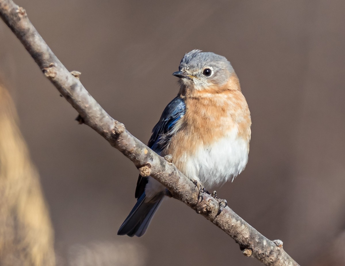 Eastern Bluebird - ML632603731