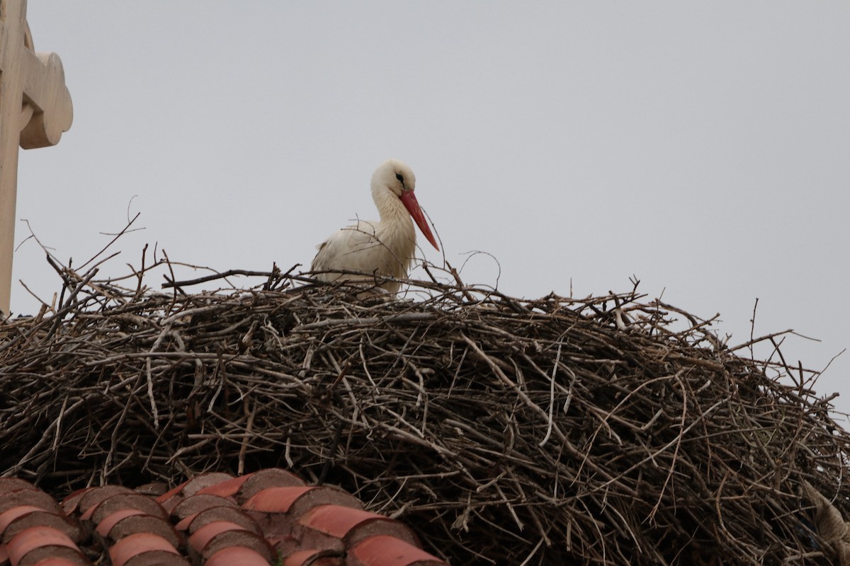 White Stork - ML632603765