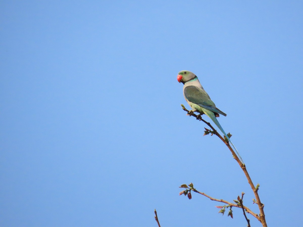 Malabar Parakeet - ML632603767
