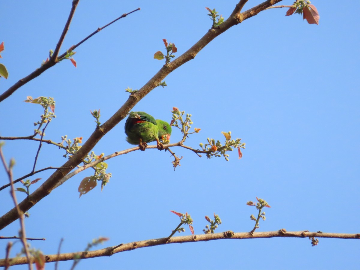 Vernal Hanging-Parrot - ML632603772