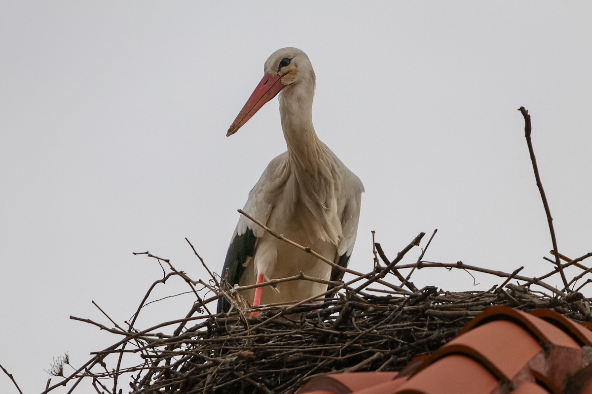 White Stork - ML632603790