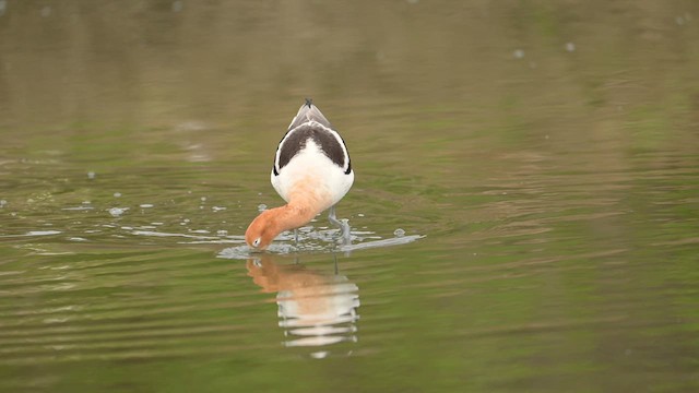American Avocet - ML632603804