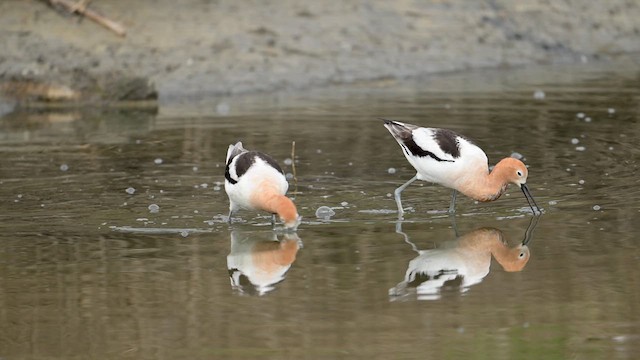 American Avocet - ML632603805