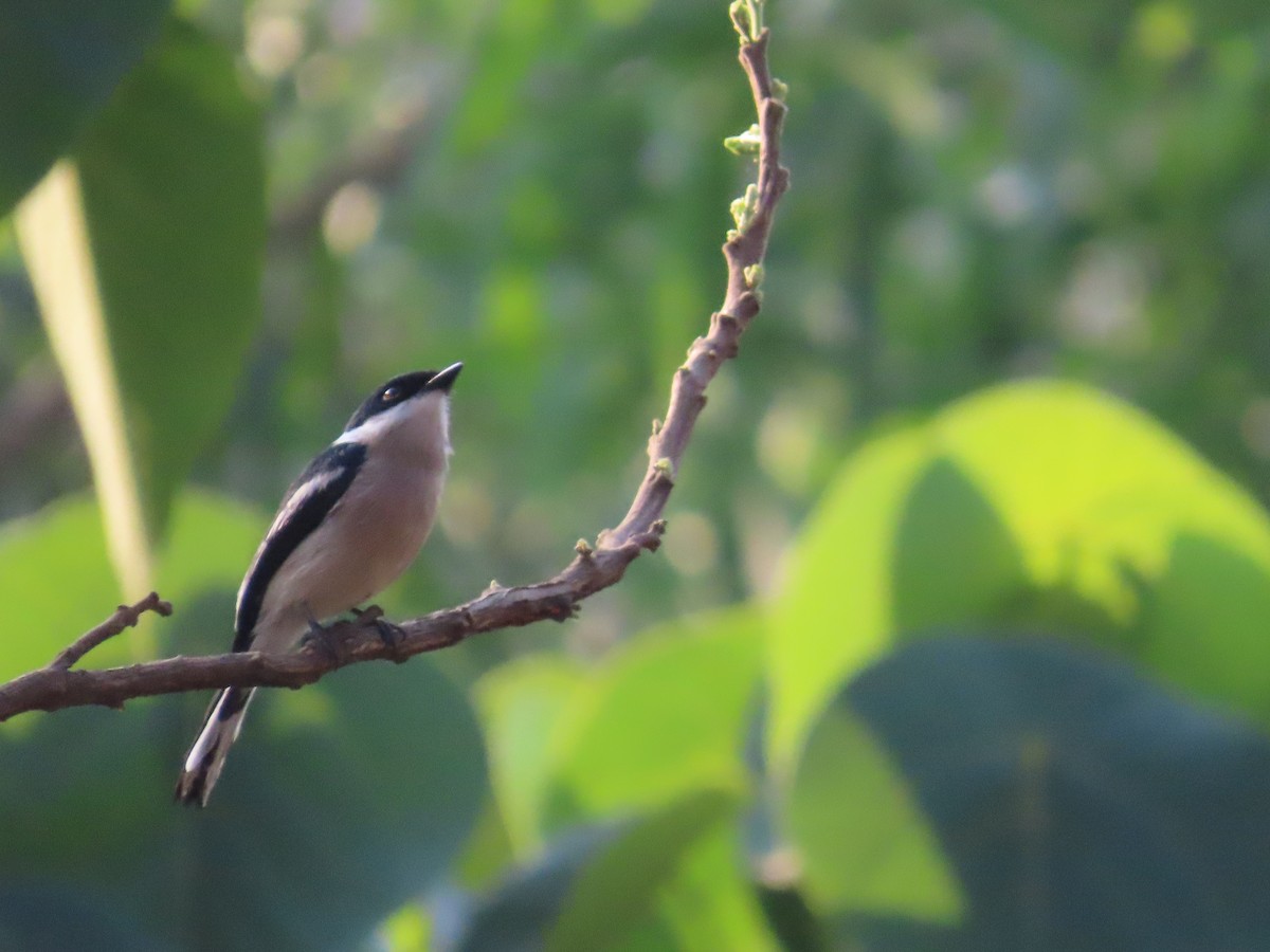 Bar-winged Flycatcher-shrike - ML632603837