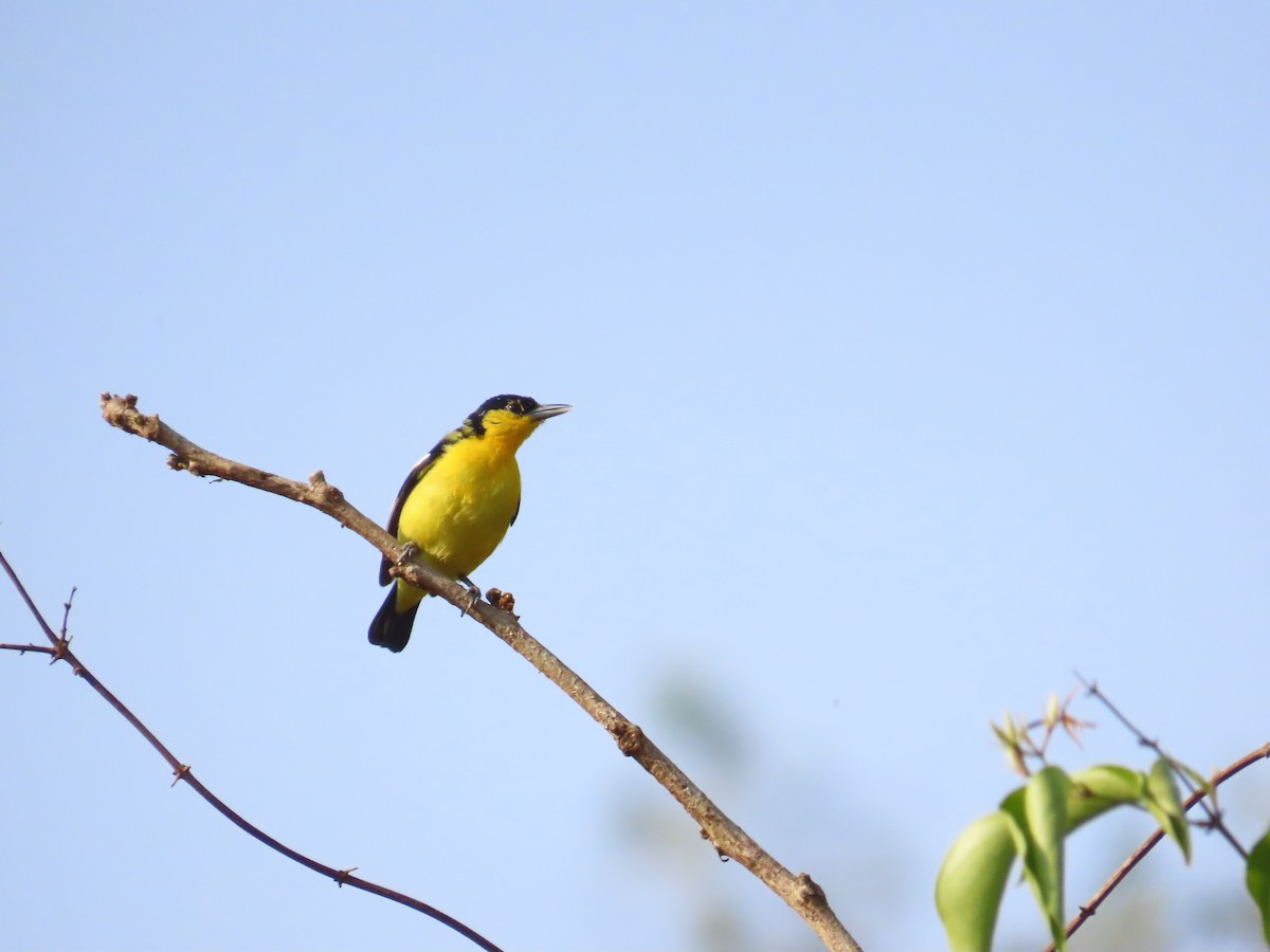 Common Iora - ML632603849