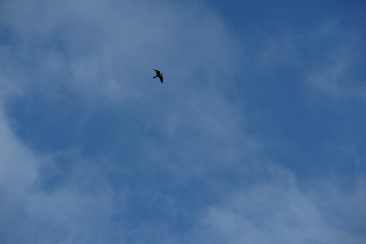 Bat Falcon - ML632603858