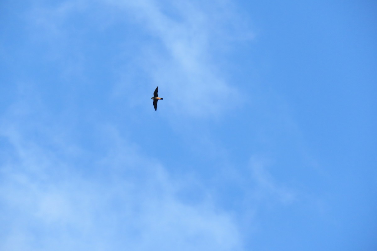 Bat Falcon - ML632603859