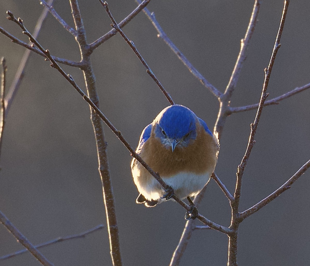 Eastern Bluebird - ML632603973