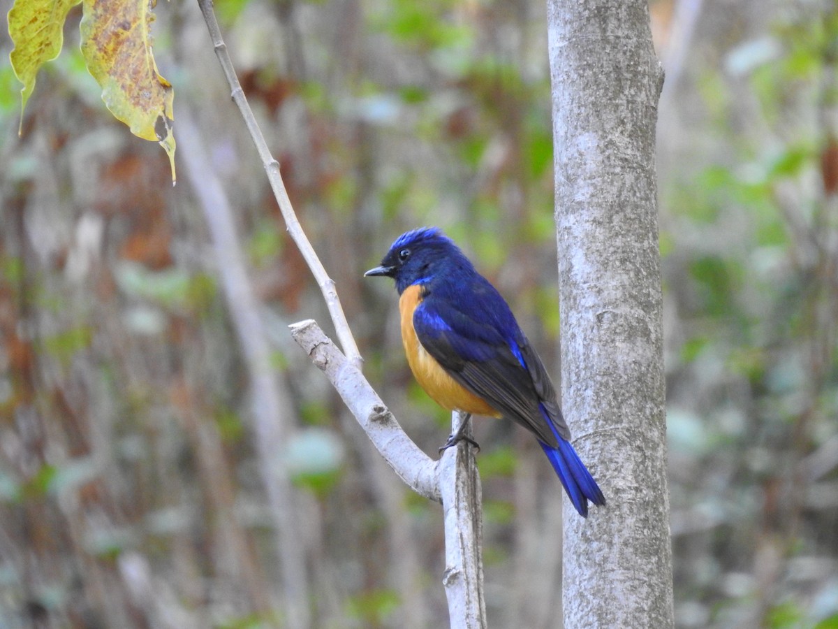 Rufous-bellied Niltava - ML632603995