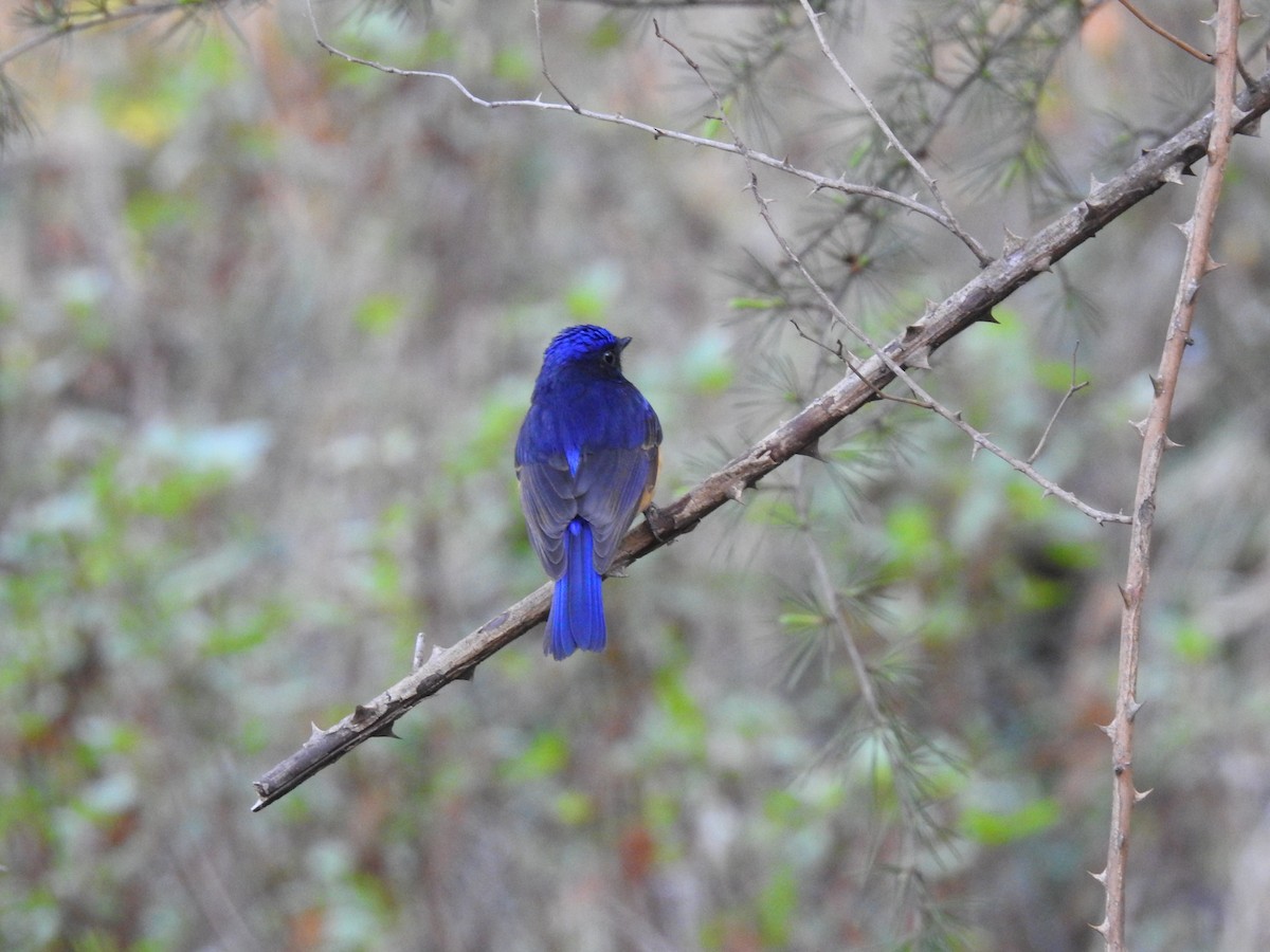 Rufous-bellied Niltava - ML632603996
