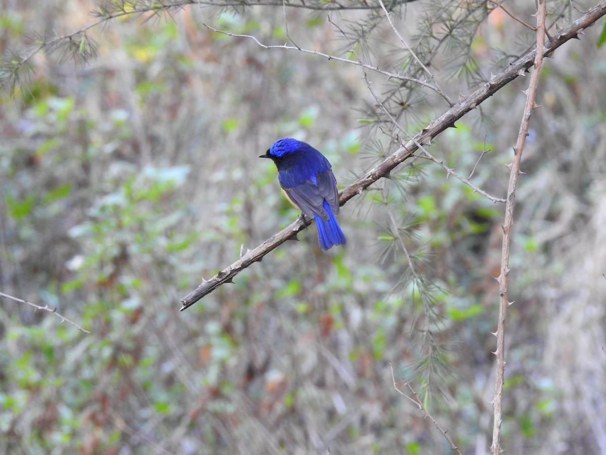 Rufous-bellied Niltava - ML632603997